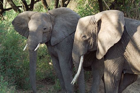 File:Loxodonta africana -Lake Manyara National Park, Tanzania-8b.jpg ...