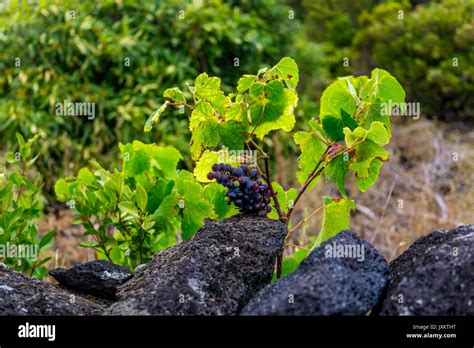 Wild grape vine (Vitis riparia) bearing fruit Stock Photo - Alamy