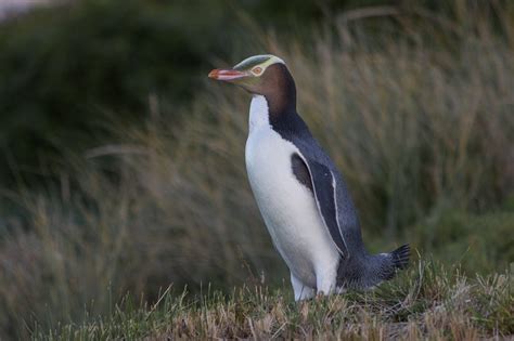 Hoiho: Endangered anti-social penguin wins New Zealand’s Bird of the ...