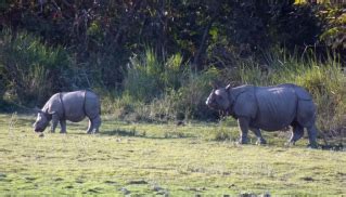 Kaziranga National Park Safari Attract Worldwide Tourists