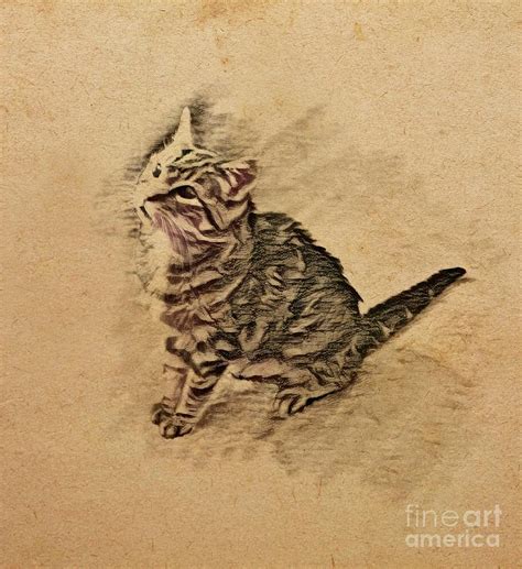 Bob the Cat Drawing by Christina Stanley - Fine Art America