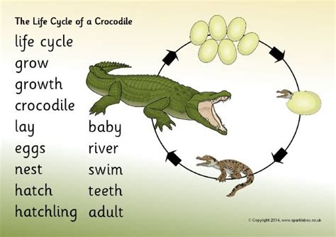 Life cycle of a crocodile word mat (SB10574) - SparkleBox | Life cycles ...