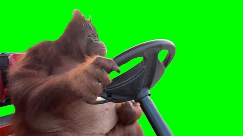 Monkey Driving Golf Cart Meme (GREEN SCREEN) - YouTube