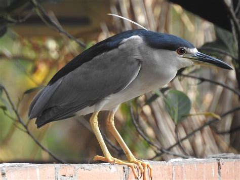 Black-crowned Night Heron - Barnegat Bay Partnership