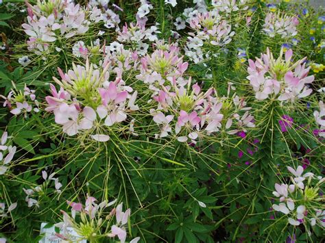 Cleome Sparkler Blush F1 | All-America Selections