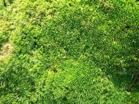 Green moss texture by Spiral-0ut on DeviantArt