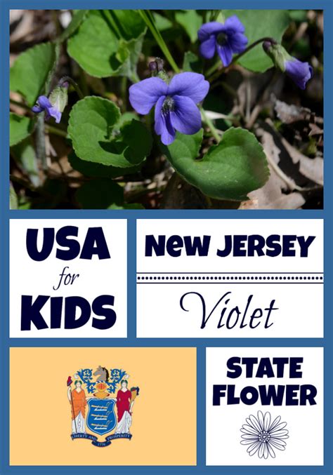 New Jersey State Flower - Meadow Violet by USA Facts for Kids