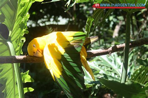 Tourist offer to visit in Iguazu Falls unique species of jungle birds