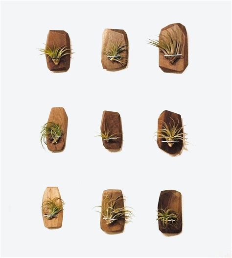 15 Best Air Plant Wall Art