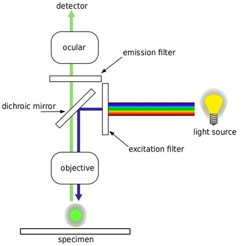 Fluorescence Microscope: Principle, Types, Applications • Microbe Online