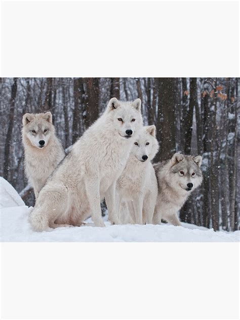 "Arctic Wolf Pack" Photographic Print for Sale by bmaynard | Redbubble