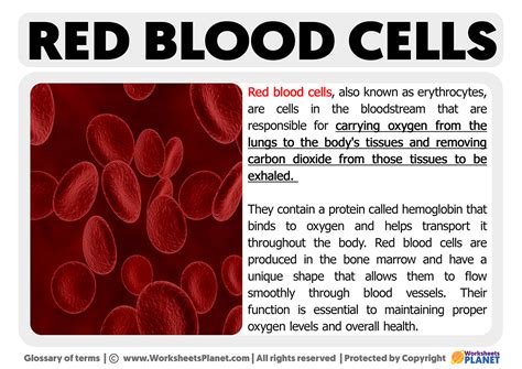 Red Blood Cells Function - Worksheets Planet