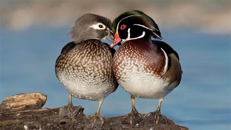 Wood Duck Habitat - STEM Scholar Library