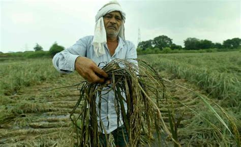 Climate Change Risk To Global Crops Underestimated, Study Says ...