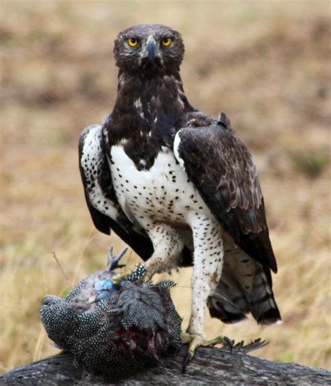 Eagle, Martial - Fascinating Africa