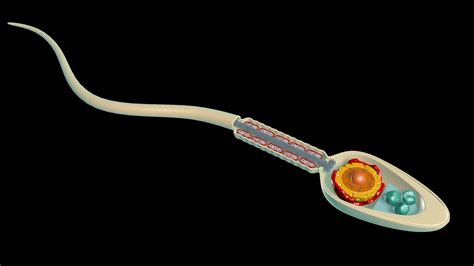 Science anatomy human sperm cell 3D - TurboSquid 1563155