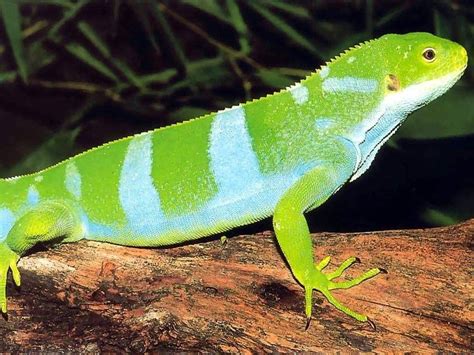 Fiji banded iguana - Alchetron, The Free Social Encyclopedia