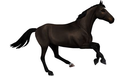 Belgian Warmblood – Horse breed of Jorvik | Star Stable