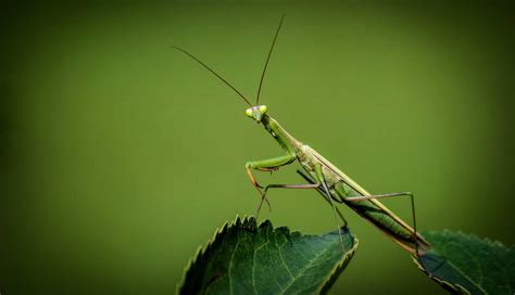 Where to Find Live Praying Mantis? - Learn About Nature