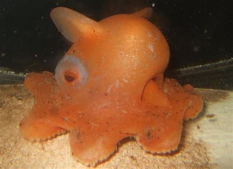 Dumbo Octopus: Fun Facts, Pictures & Information - HubPages