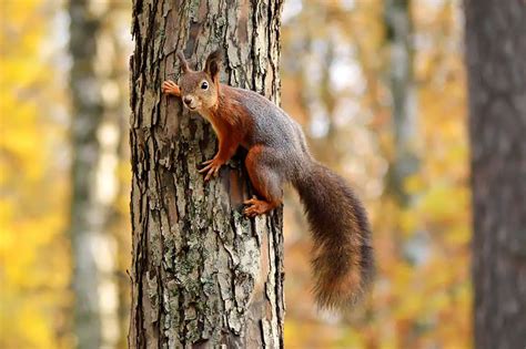 How Animals Climb Trees | Arboreal Locomotion - Textbook Travel