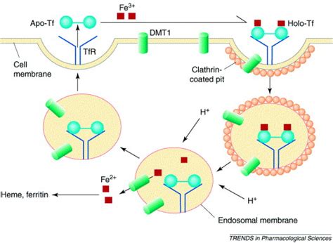 The role of the transferrin–transferrin-receptor system in drug ...