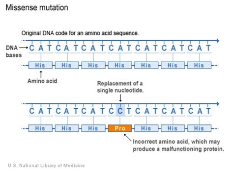 Difference Between Missense and Nonsense Mutation | Compare the Difference Between Similar Terms