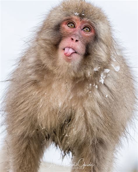 2018 Winter Wildlife Tour of Japan | Japanese Snow Monkeys | Japan ...