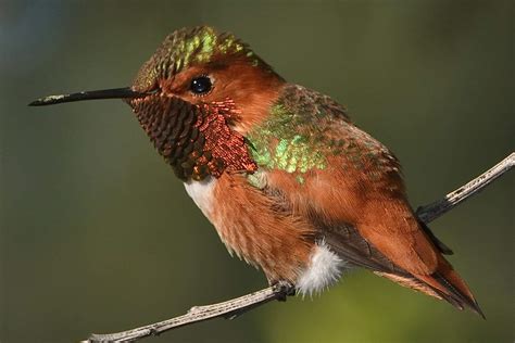 Types of Hummingbirds in North America