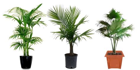 20 Best House Palm Tree Types - EmbraceGardening