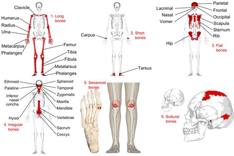 Categorizing Bones by Shape | Human Anatomy and Physiology Lab (BSB 141 ...