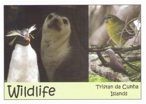 Wildlife Various (Tristan da Cunha) – Global Postcard Sales