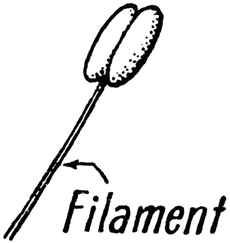 Filament | ClipArt ETC