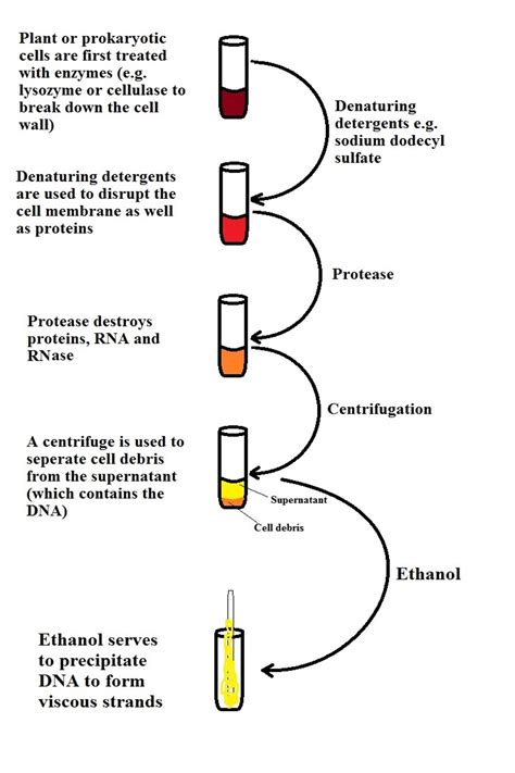 Recombinant DNA Technology - Steps, Applications and Gene Therapy