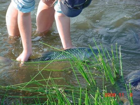 Yellowfish Telemetry Research Project of the Vaal/Orange River | OVRYCMA & ERYCA Conservation ...