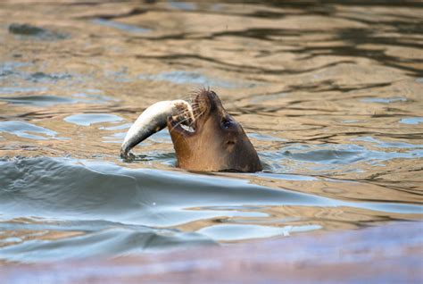 Caught on camera: Scientists and fishermen team up to film seals in ...