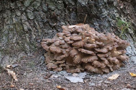 Hen of the Woods Mushrooms (Maitake), How to Find and Use Them