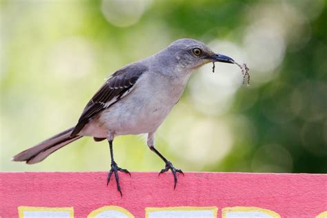 Mockingbird Symbolism & Meaning (+Totem, Spirit & Omens) - World Birds