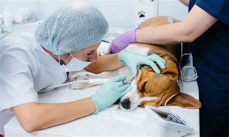 Oronasal Fistula in dogs - Complications, Symptoms, and Treatments | Buddydoc