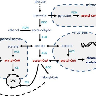 (PDF) Microbial acetyl-CoA metabolism and metabolic engineering