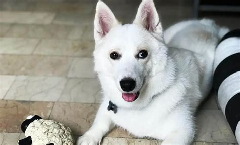 Corgi Husky Mix | 12 Amazing Things About Horgi Dogs