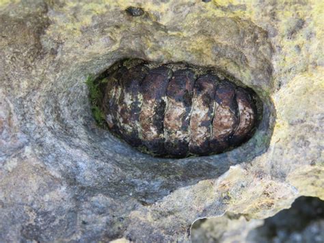 Looks like a giant isopod? - Fossil ID - The Fossil Forum