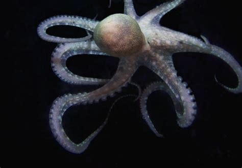 How octopus see?