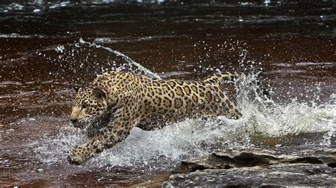 Amazonia river, predator, jaguar running in the water Desktop Wallpaper ...