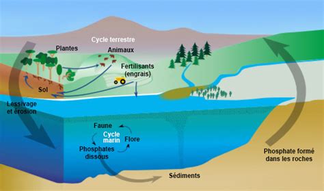 Phosphorus and eutrophication - Encyclopedia of the Environment