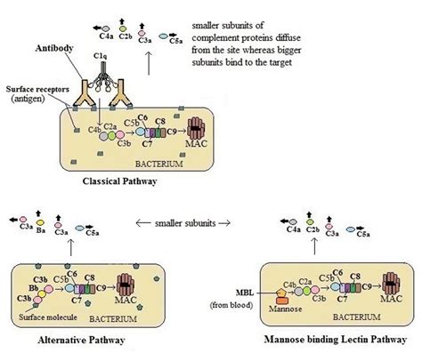 Complement Pathways: Types, Functions, Regulation – Microbe Online