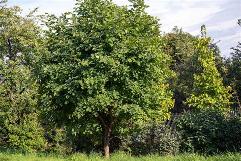 How to Grow and Care for Yellowwood Tree