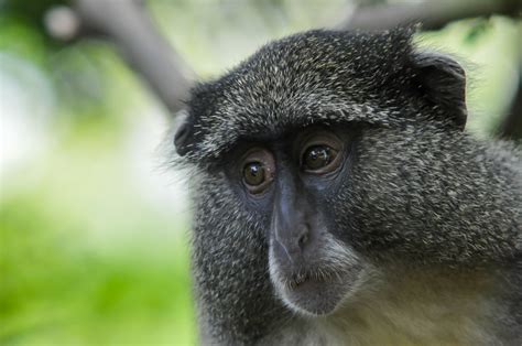 Samango monkey closeup @ Hwuhluwe reserve (South Africa) by Paul Hoogeveen / 500px