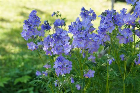 Jacobs Ladder Plants for Sale - Buying & Growing Guide - Trees.com