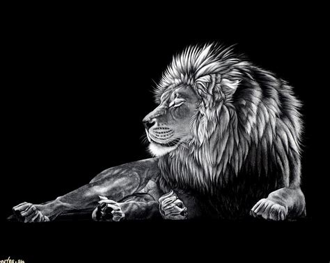 Black Lion Wallpaper - WallpaperSafari